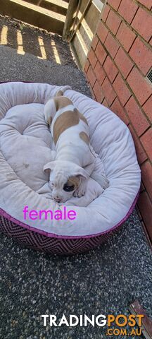 Pure-bred American Bulldogs