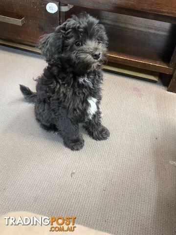 Adorable Moodle pups