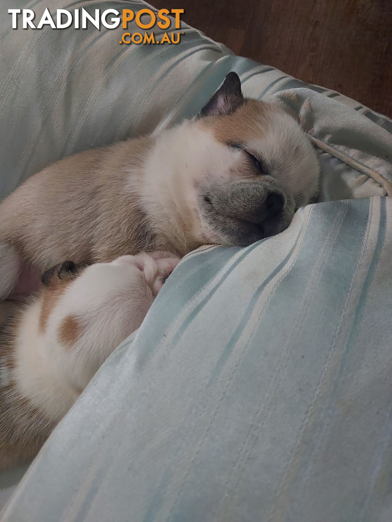 Purebreed Pug puppies