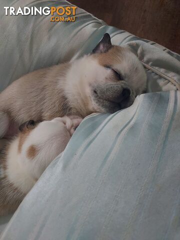 Purebreed Pug puppies