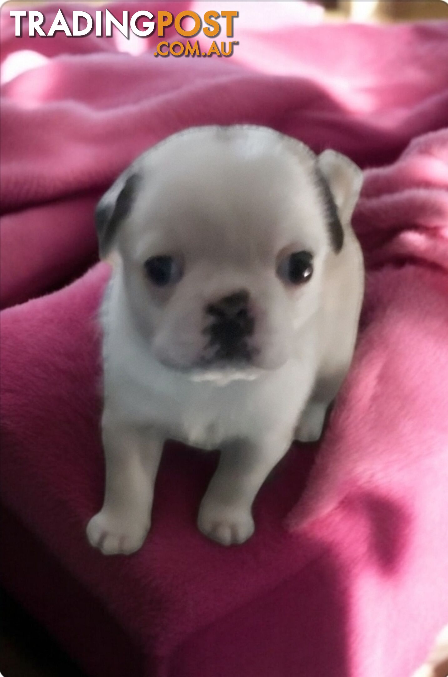 Purebreed Pug puppies