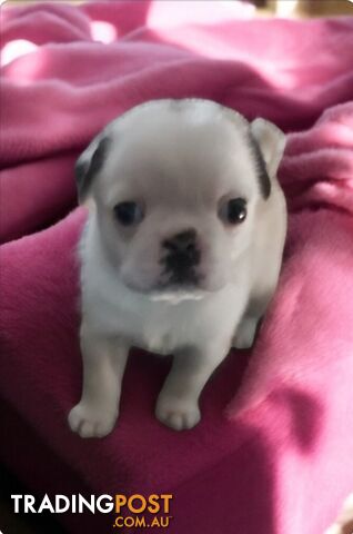 Purebreed Pug puppies