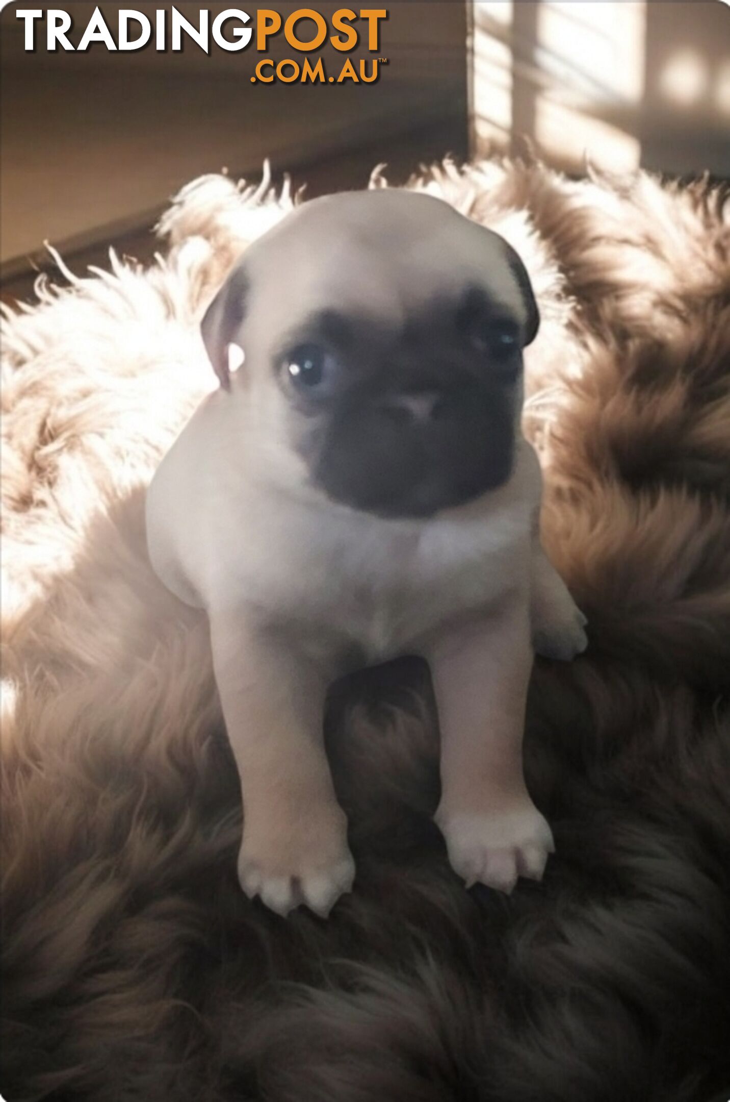 Purebreed Pug puppies