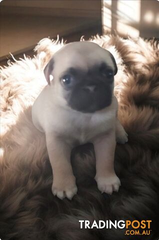 Purebreed Pug puppies