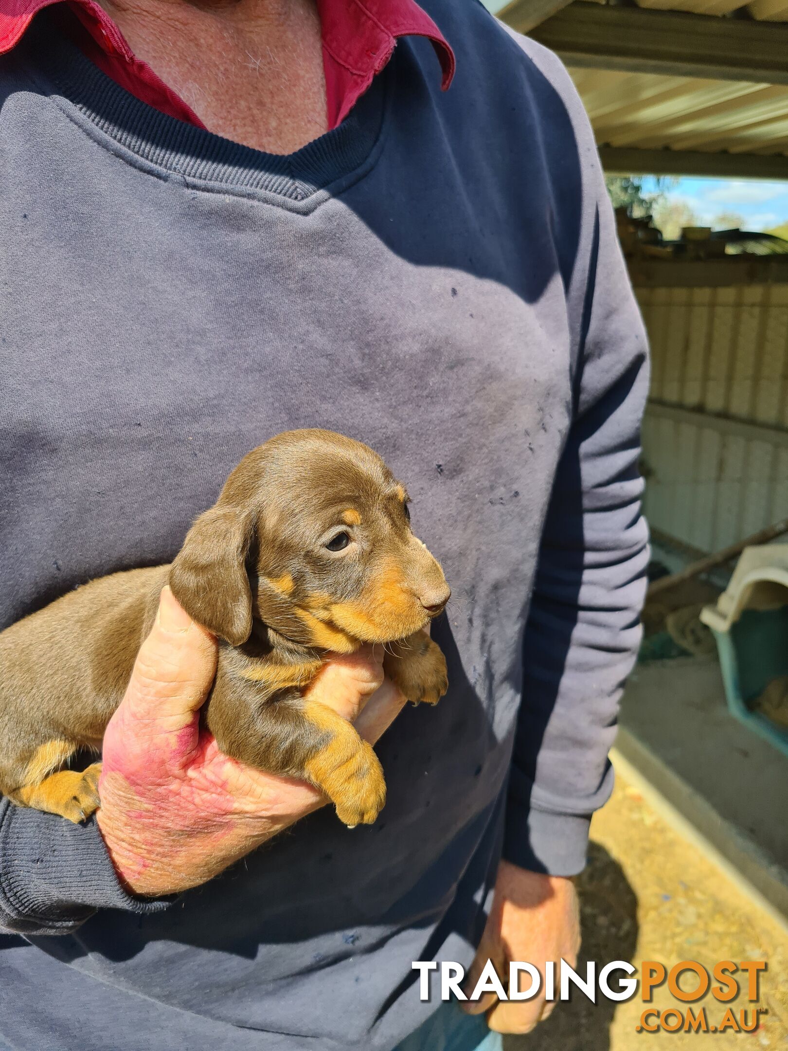 MINI DACHSHUND puppies