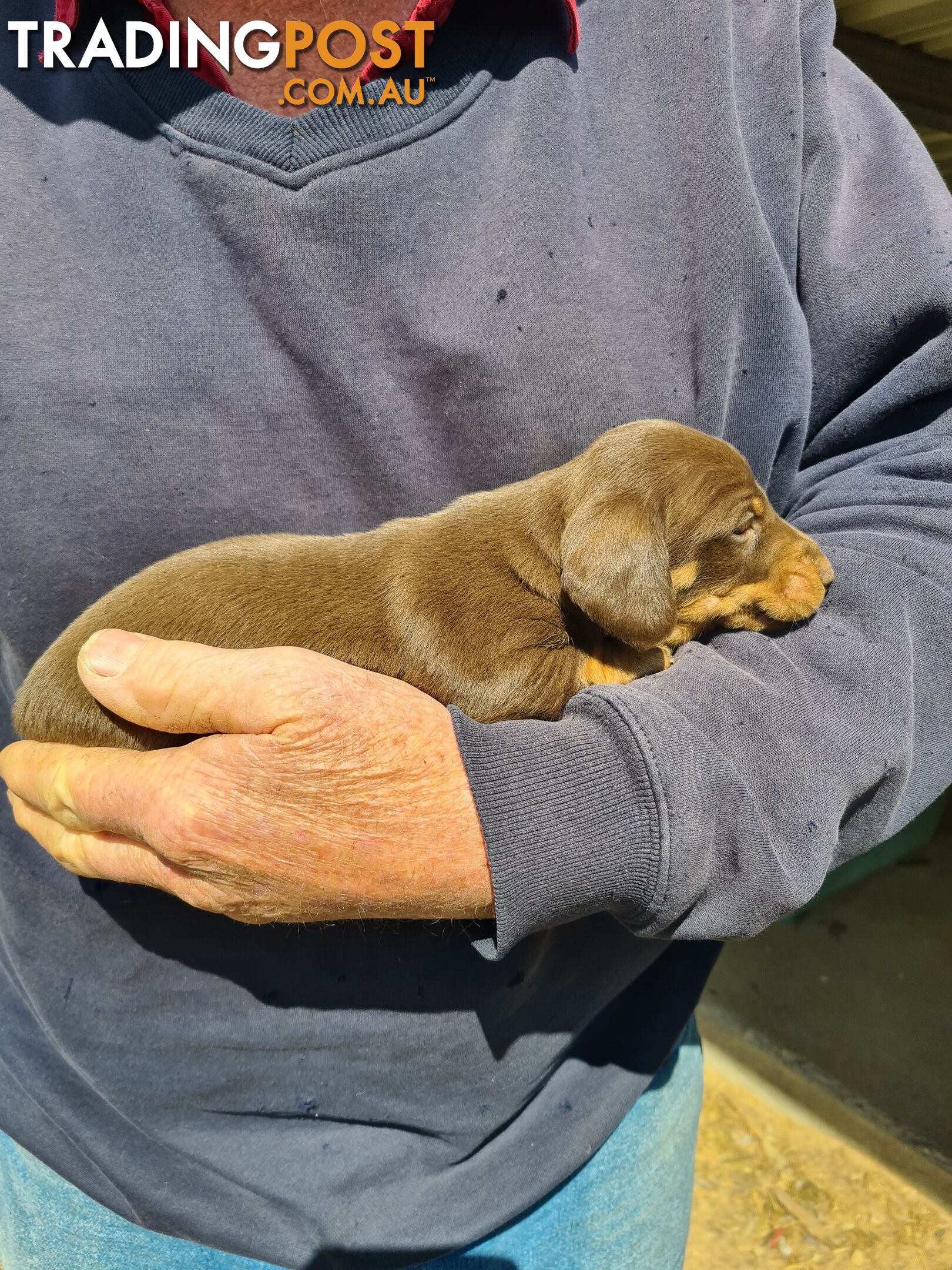 MINI DACHSHUND puppies