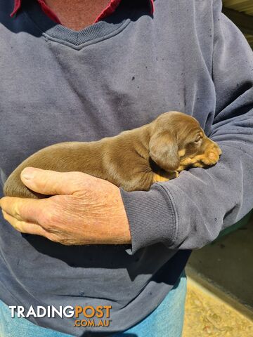 MINI DACHSHUND puppies