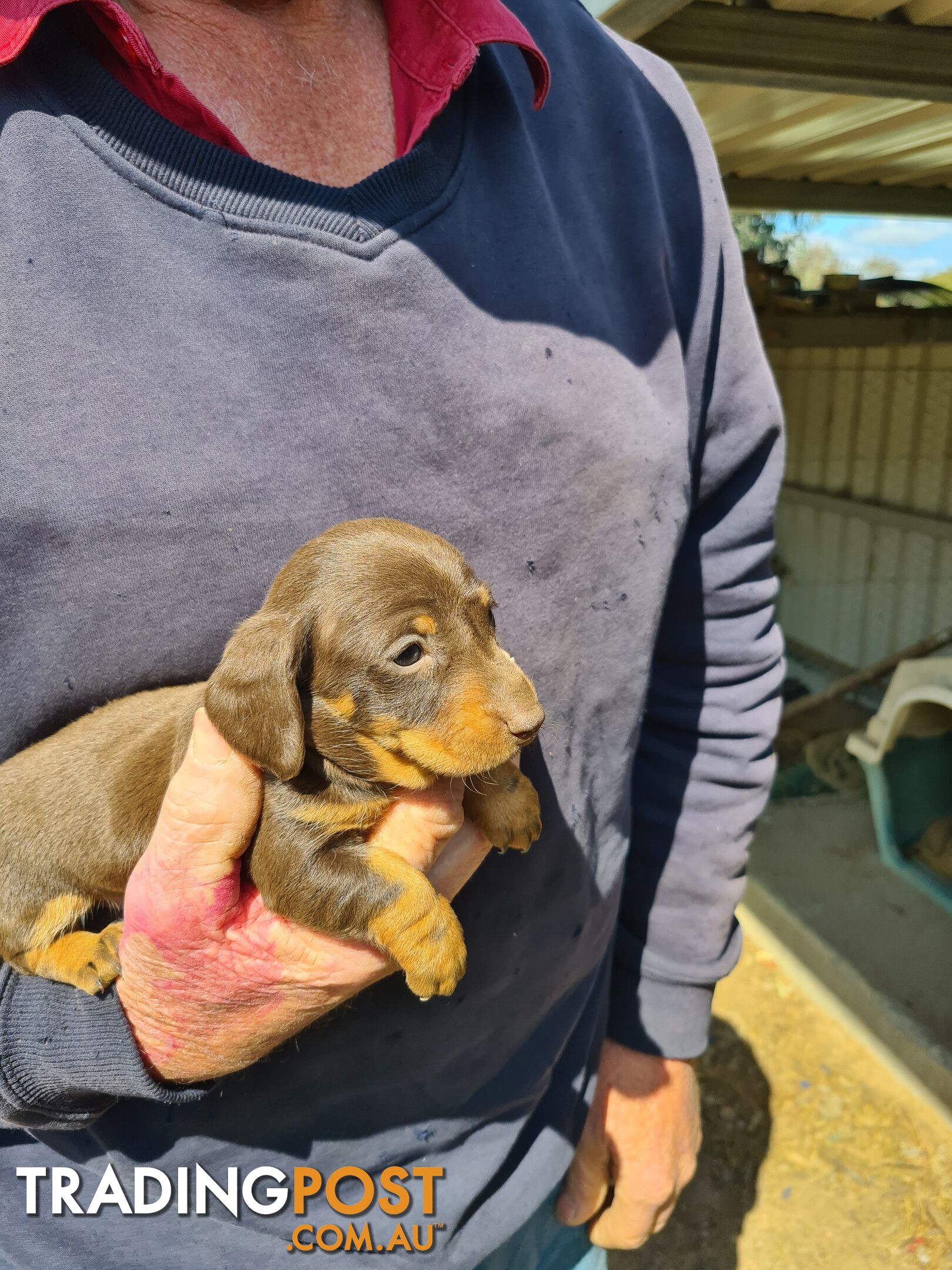 MINI DACHSHUND puppies