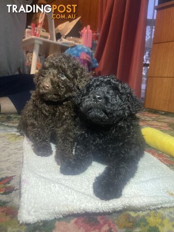 PUREBRED TOY POODLES - 2 MALES - 1 chocolate and 1 black