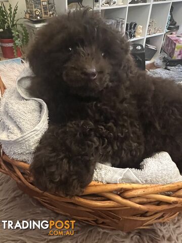 PUREBRED TOY POODLES - 2 MALES - 1 chocolate and 1 black