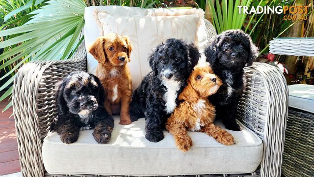 Toy Cavoodle Puppies