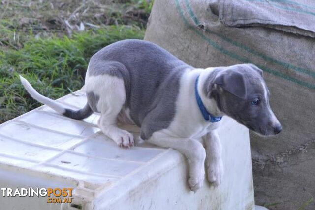 Pure Bred Whippet Puppies Available