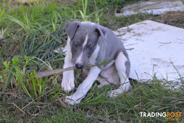 Pure Bred Whippet Puppies Available **ALL SOLD**