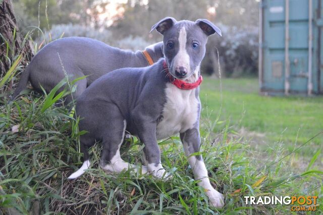 Pure Bred Whippet Puppies Available