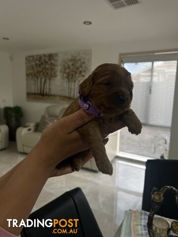 Ruby red toy cavoodle first generation