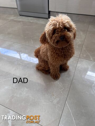 Ruby red toy cavoodle first generation