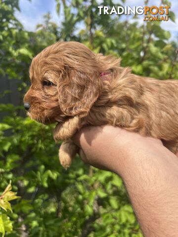 Ruby red toy cavoodle first generation