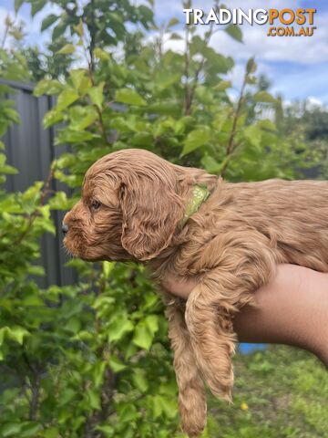 Ruby red toy cavoodle first generation