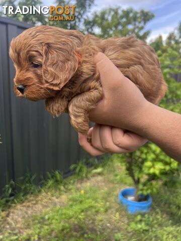 Ruby red toy cavoodle first generation