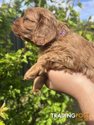 Ruby red toy cavoodle first generation