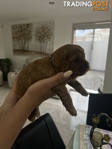 Ruby red toy cavoodle first generation