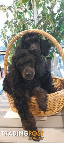 Pure Breed Toy Poodle puppies