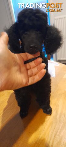 Two Toy Poodle Puppies