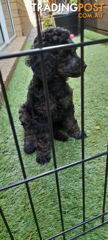 Two Toy Poodle Puppies