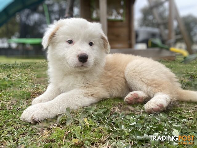 Border Collie puppies