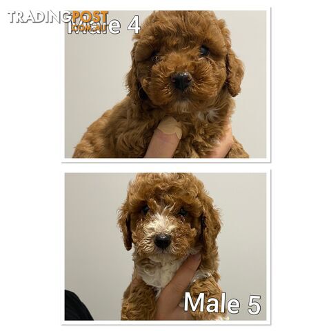 Cavoodle puppies