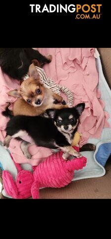 Chihuahua Pure breed Long hair Apple Head pups