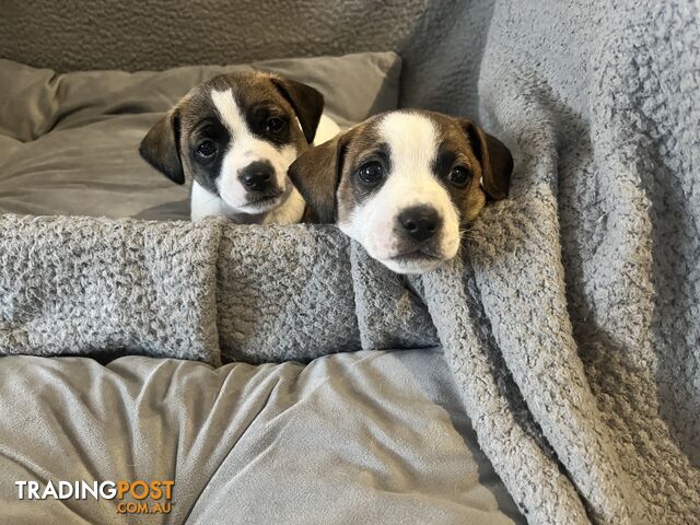 Pure Bred Jack Russell Puppies