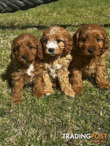 Toy Cavoodle Puppy