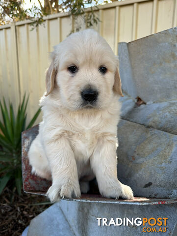 Golden Retriever Puppies