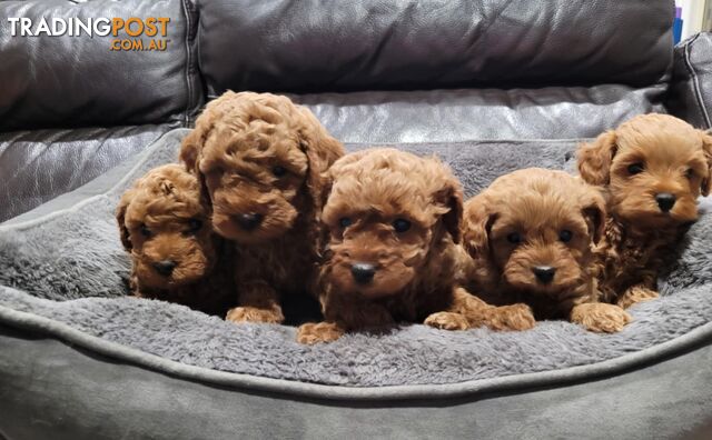 RUBY CAVOODLE PUPPIES
