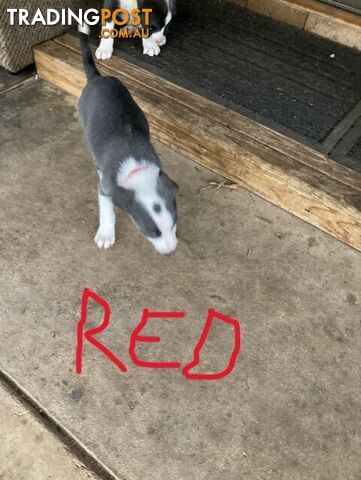 Border Collie Puppies for sale $1200.00