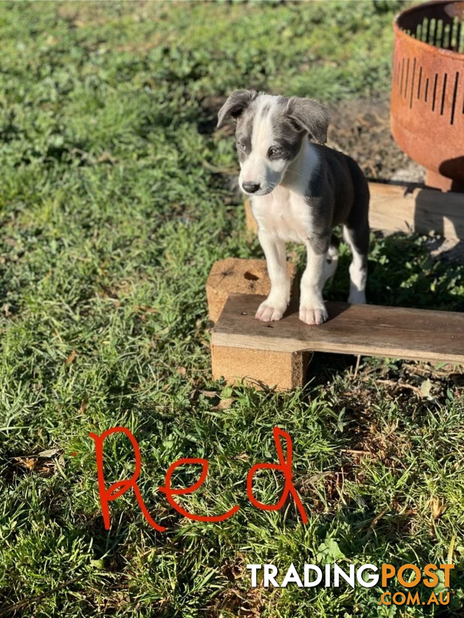 Border Collie Puppies for sale $1200.00