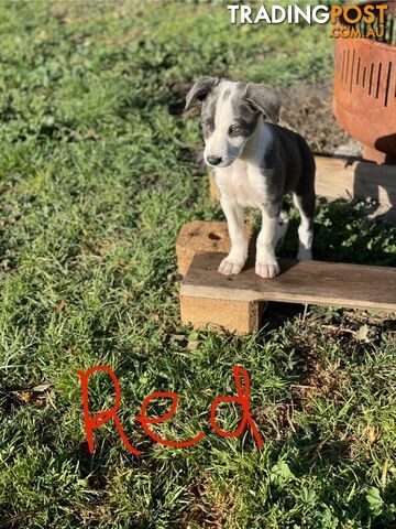 Border Collie Puppies for sale $1200.00