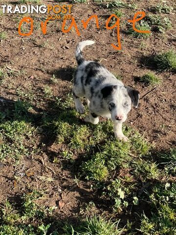 Border Collie Puppies for sale $1200.00