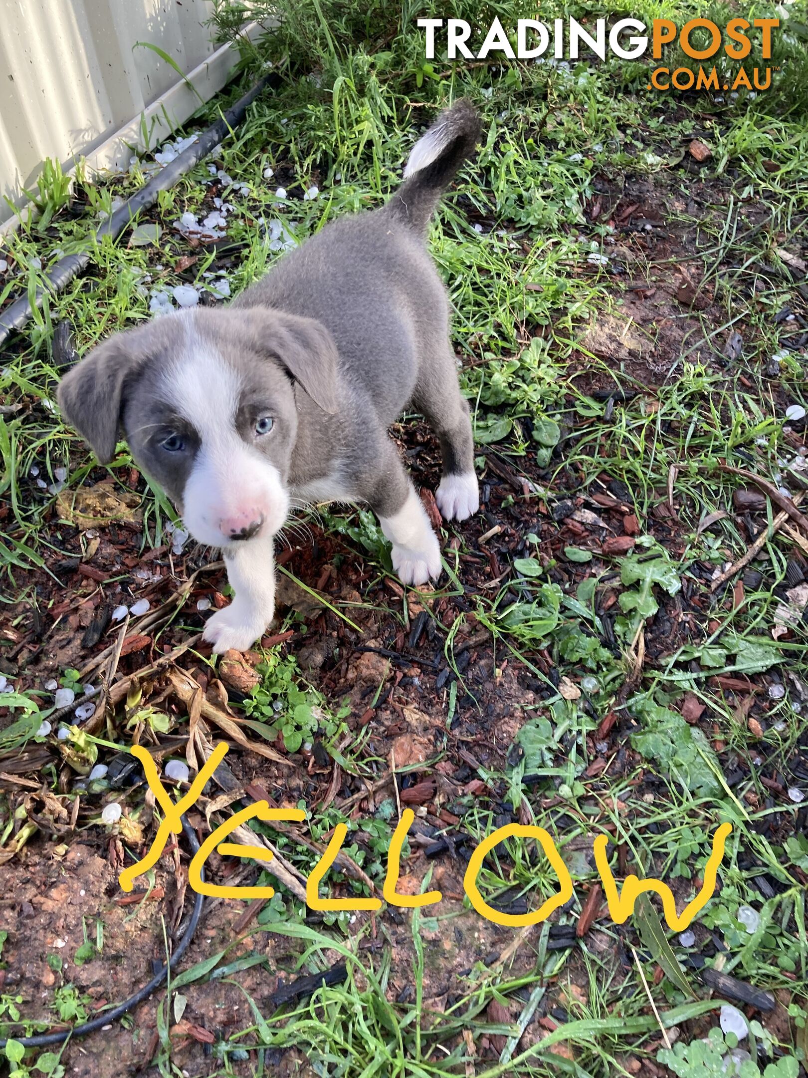 Border Collie Puppies for sale $1200.00