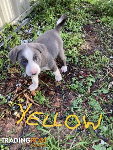 Border Collie Puppies for sale $1200.00