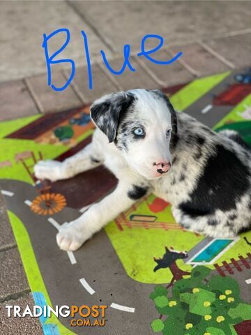 Border Collie Puppies for sale $1200.00