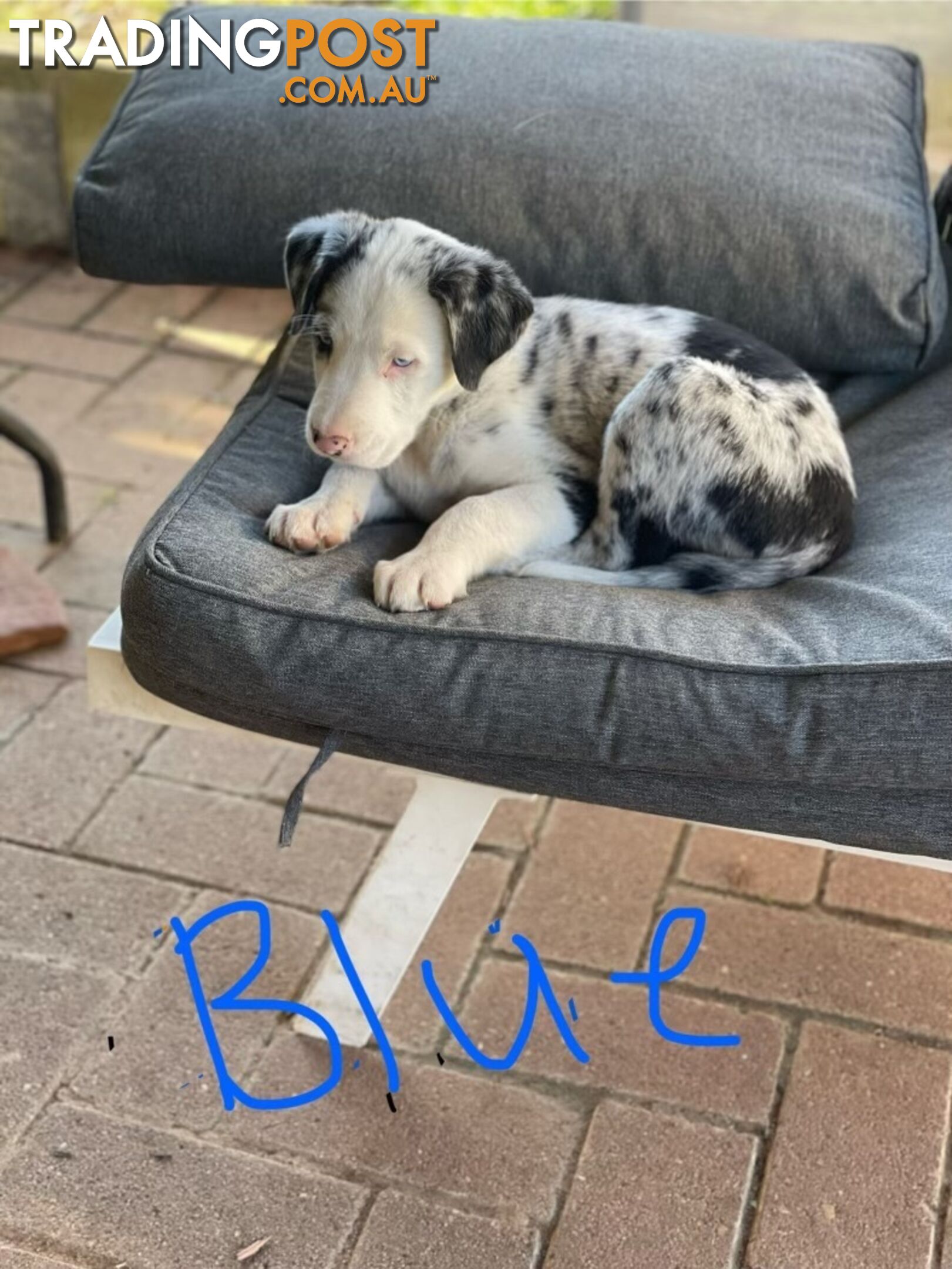 Border Collie Puppies for sale $1200.00