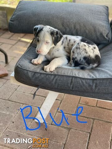 Border Collie Puppies for sale $1000