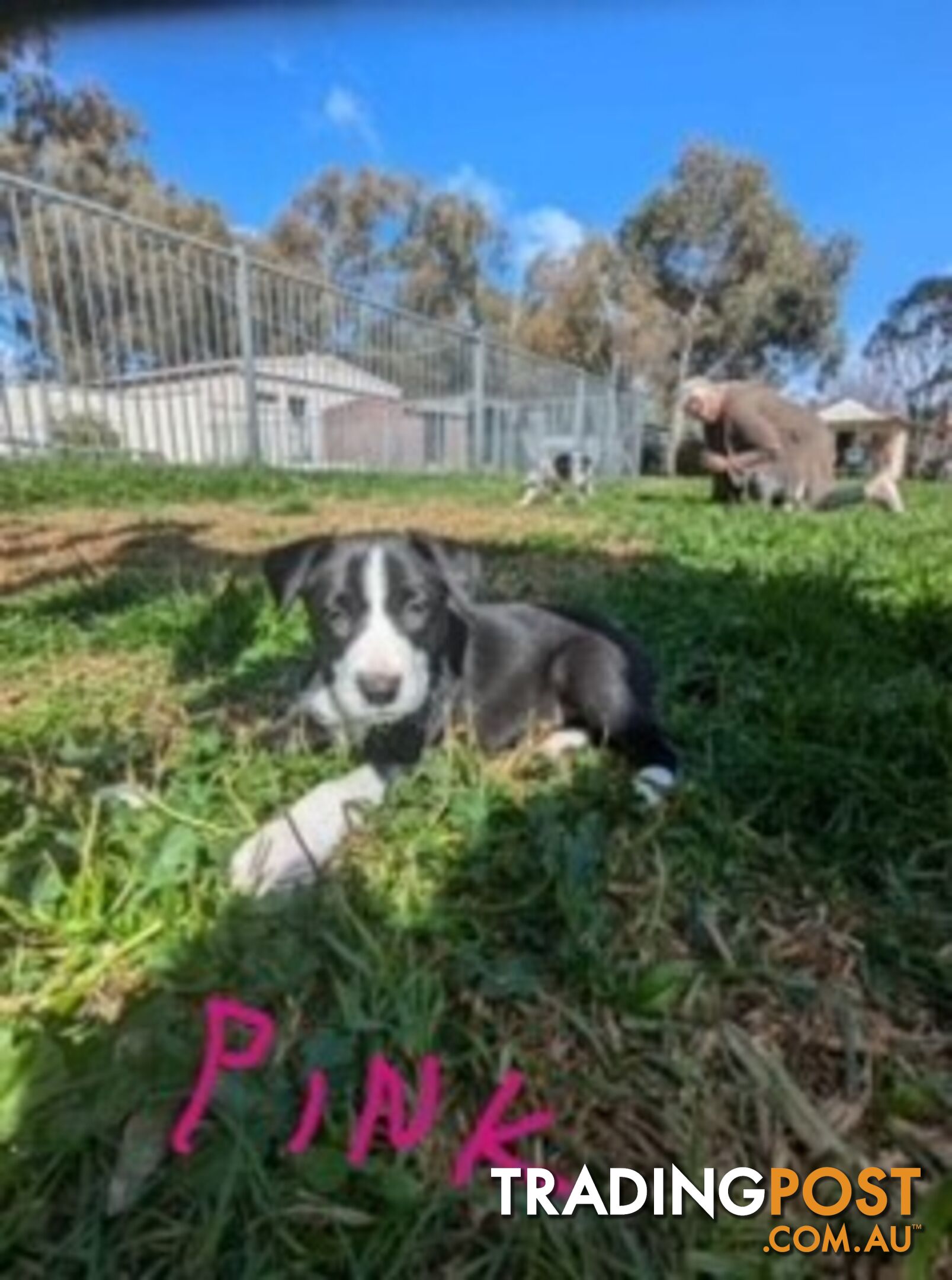 Border Collie Puppies for sale $1200.00