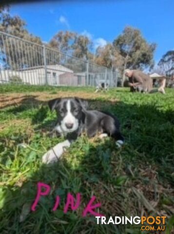 Border Collie Puppies for sale $1200.00