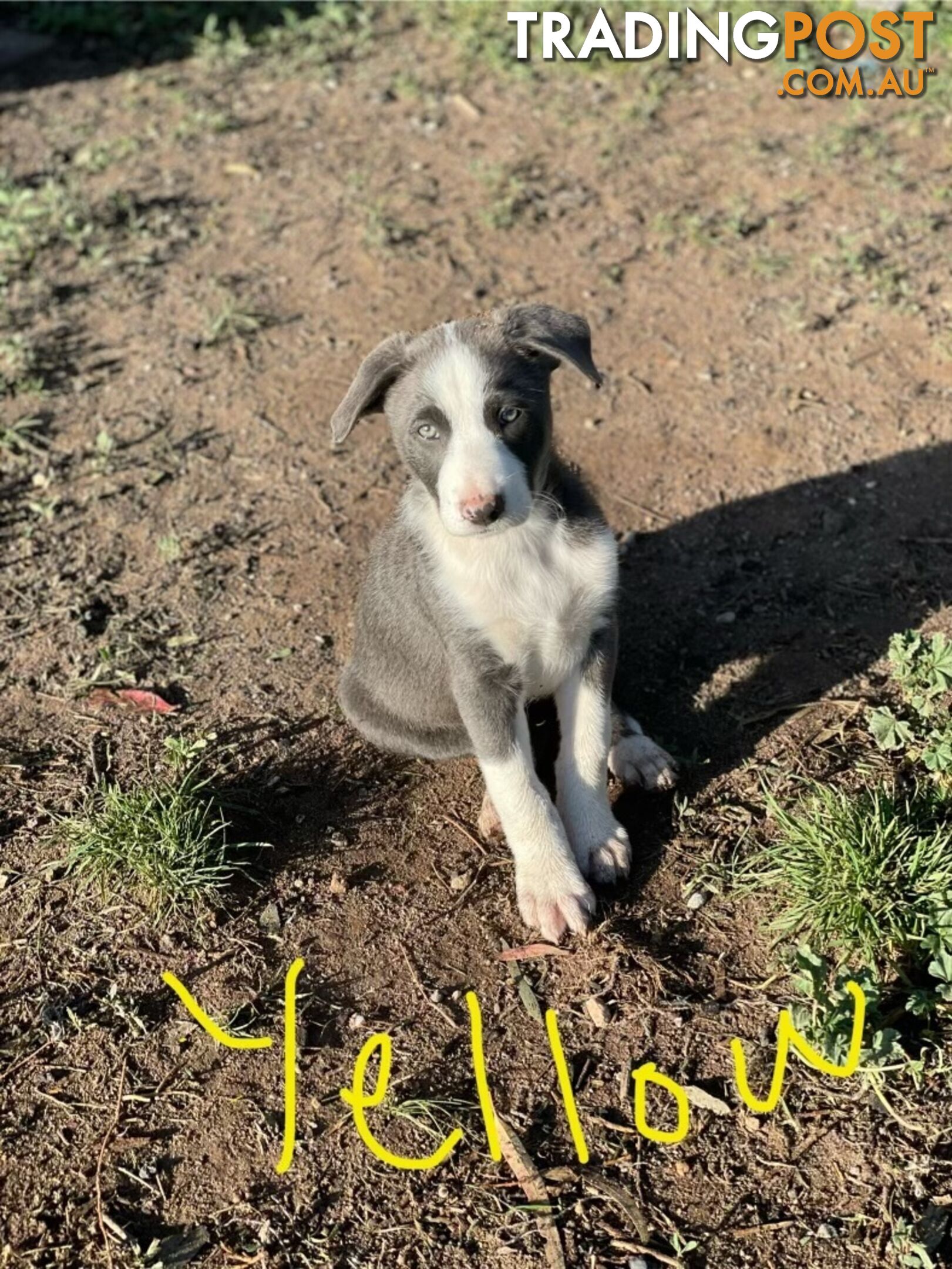 Border Collie Puppies for sale $1200.00