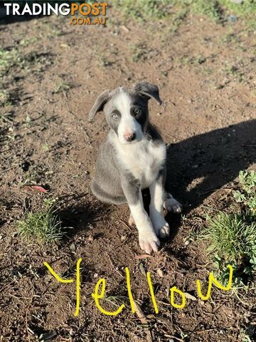 Border Collie Puppies for sale $1200.00