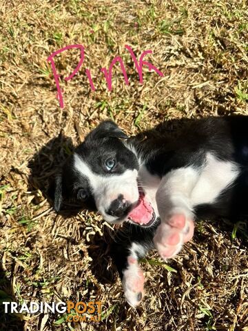 Border Collie Puppies for sale $1200.00