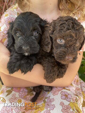 Gorgeous teddy bear spoodle puppies